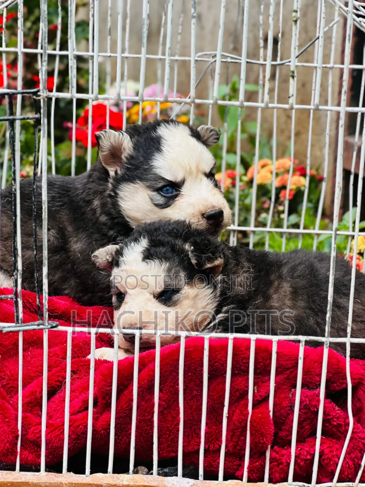 1-3 months Male Purebred Siberian Husky