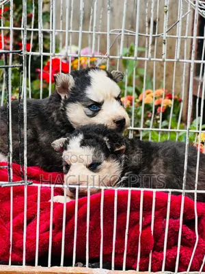 1-3 months Male Purebred Siberian Husky