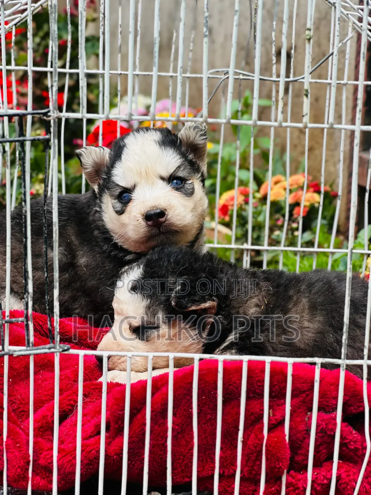 1-3 months Male Purebred Siberian Husky