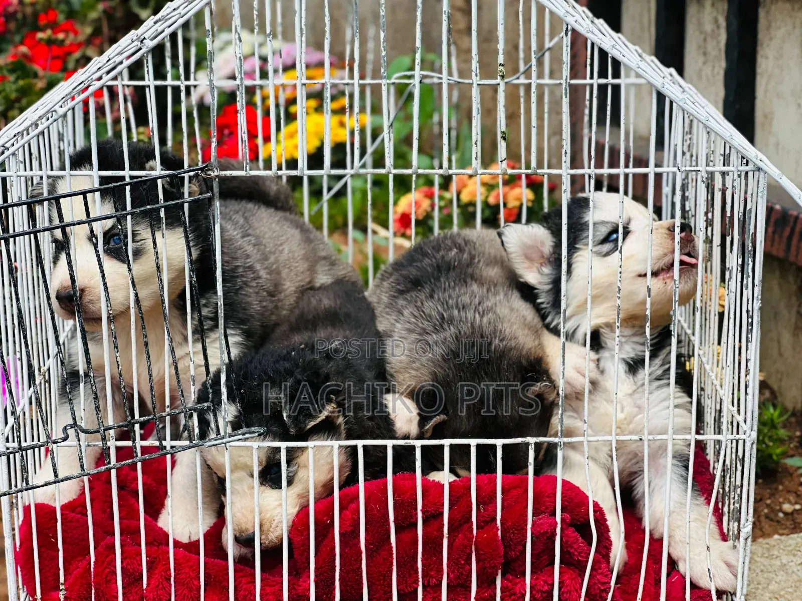 1-3 months Male Purebred Siberian Husky