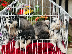 1-3 months Male Purebred Siberian Husky