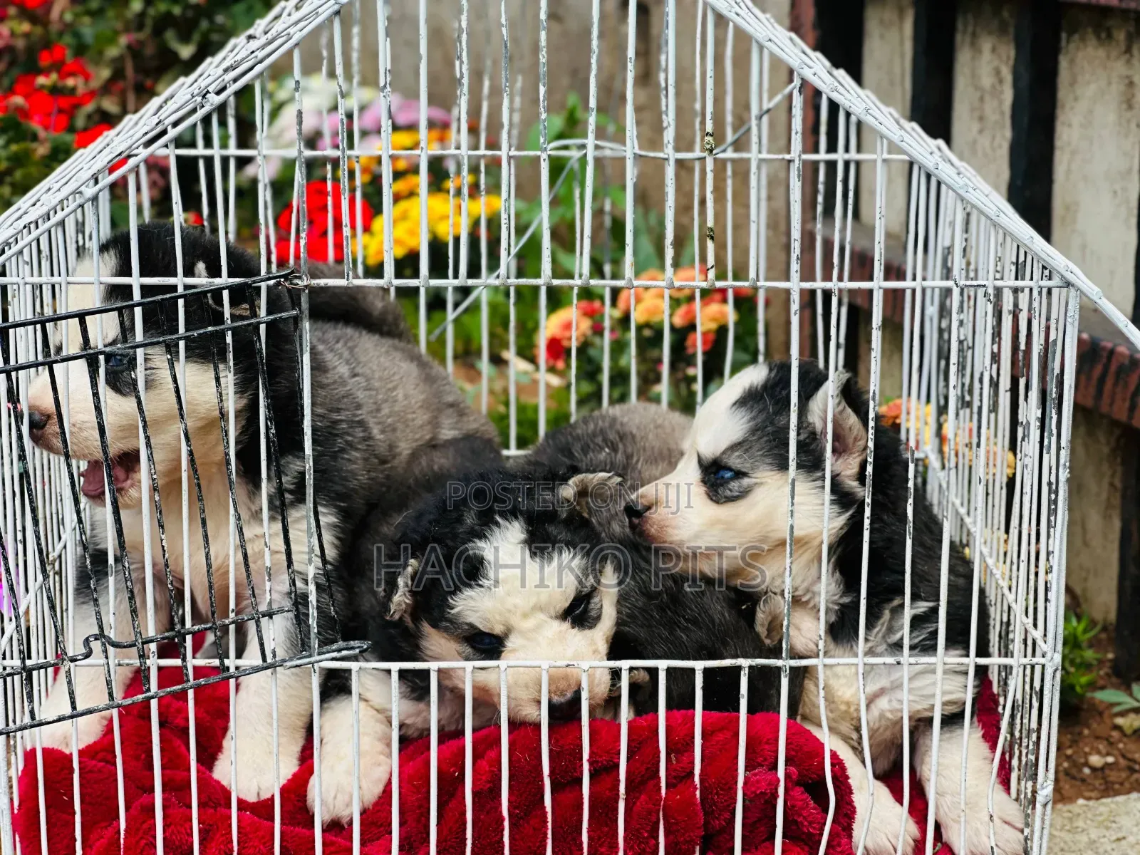 1-3 months Male Purebred Siberian Husky