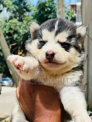 1-3 months Male Purebred Siberian Husky