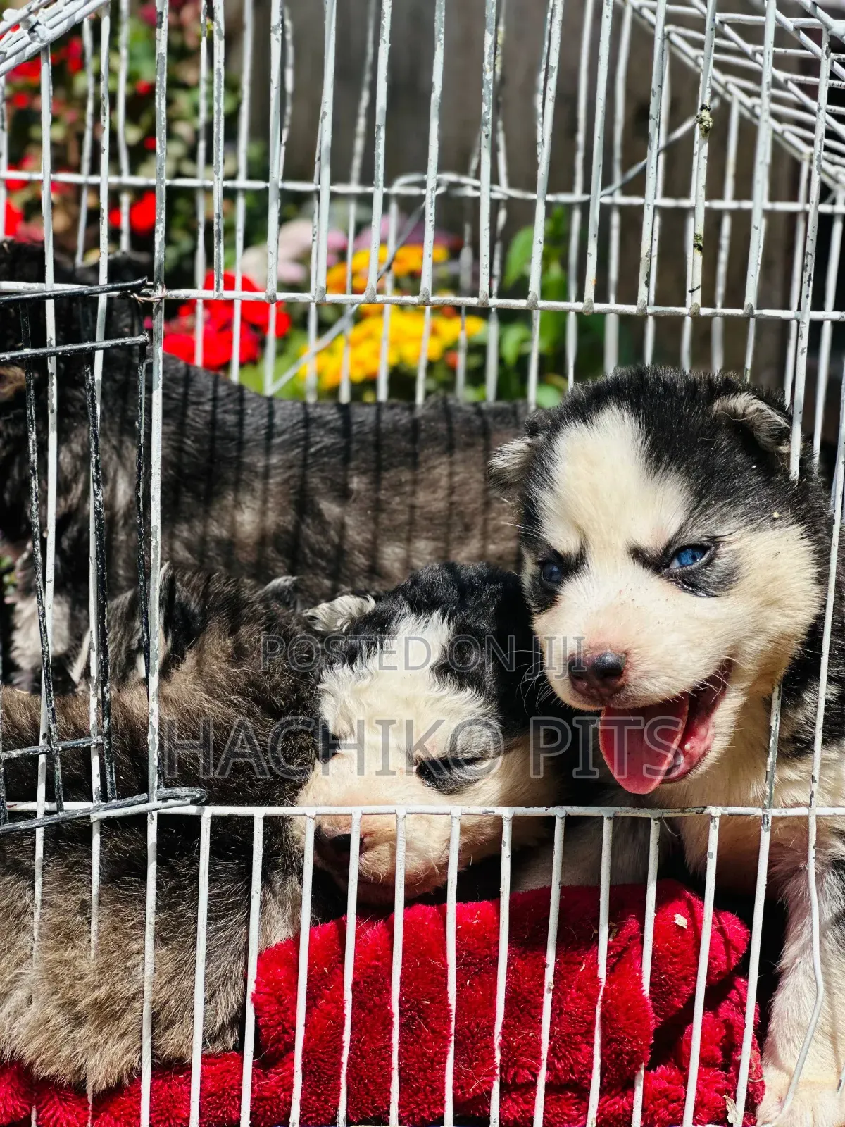 1-3 months Male Purebred Siberian Husky