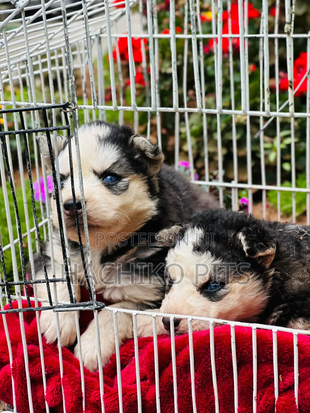 1-3 months Male Purebred Siberian Husky