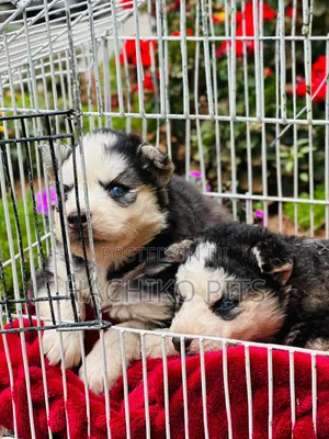 1-3 months Male Purebred Siberian Husky