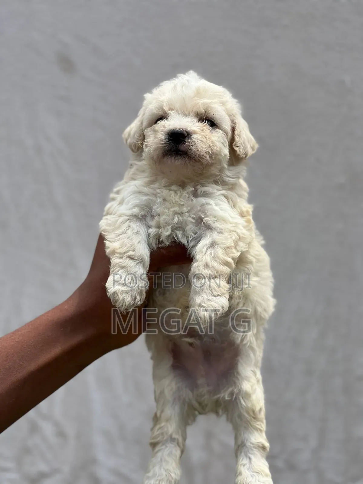 1-3 months Male Purebred Maltese