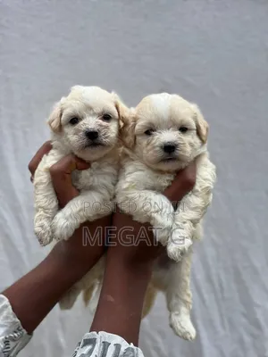1-3 months Male Purebred Maltese