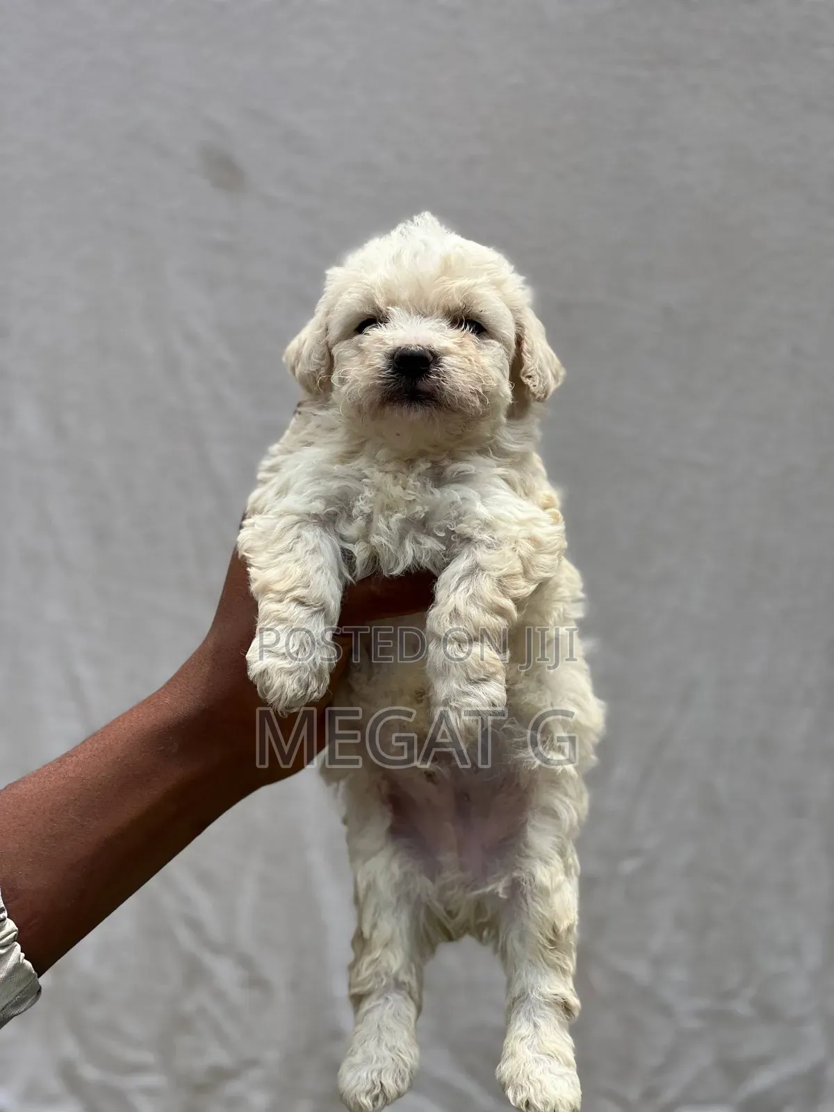 1-3 months Female Purebred Maltese