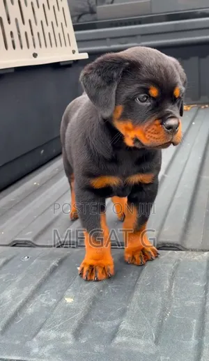 1-3 months Male Purebred Rottweiler