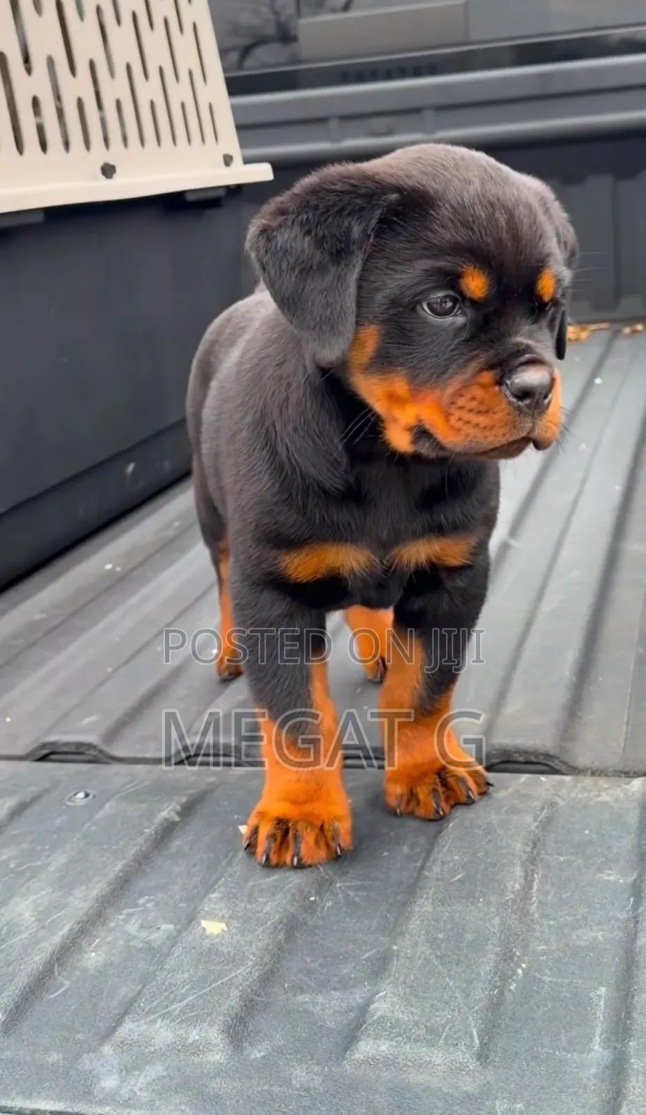 1-3 months Male Purebred Rottweiler