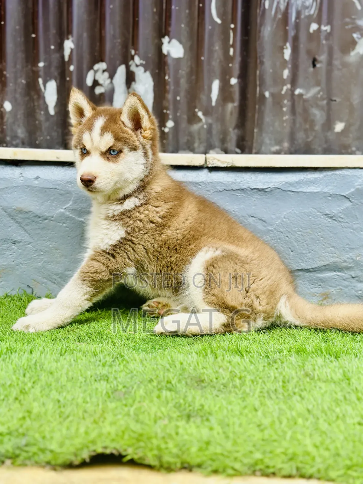 1-3 months Male Purebred Siberian Husky