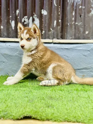 1-3 months Male Purebred Siberian Husky