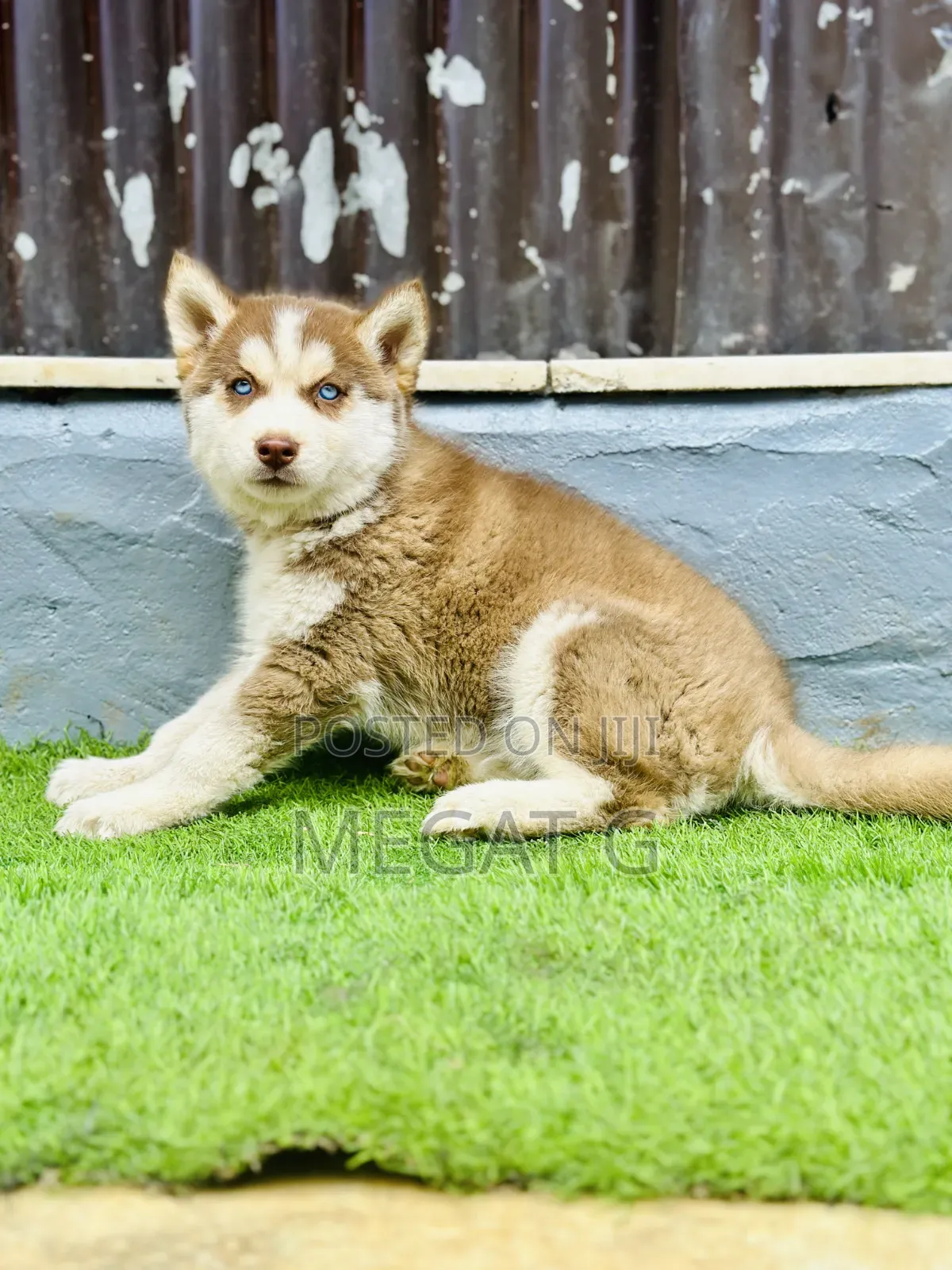 1-3 months Male Purebred Siberian Husky