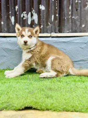 1-3 months Male Purebred Siberian Husky