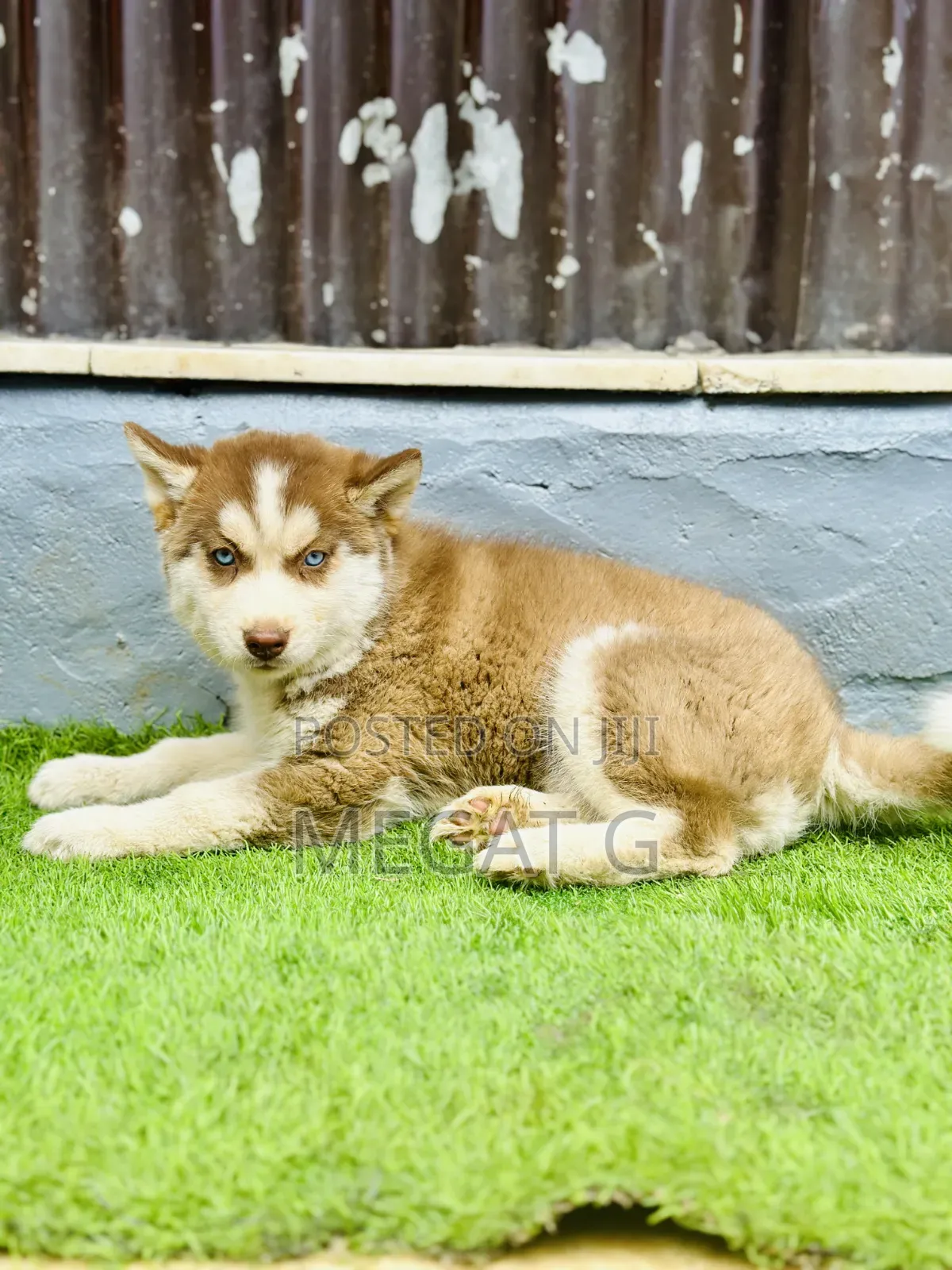 1-3 months Male Purebred Siberian Husky