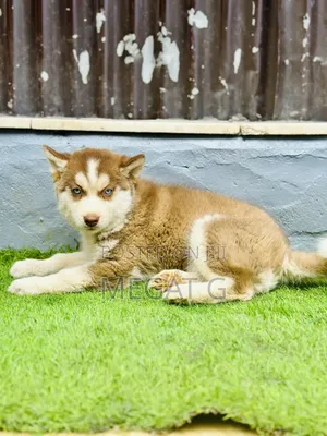 1-3 months Male Purebred Siberian Husky