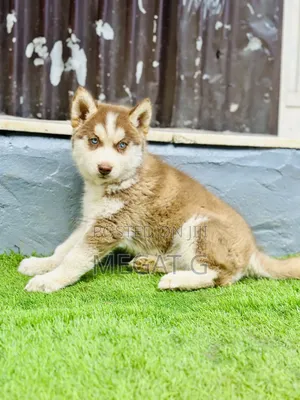 1-3 months Male Purebred Siberian Husky