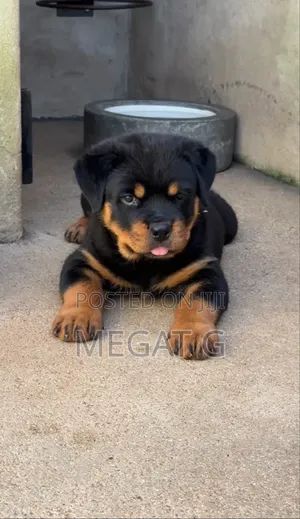 1-3 months Male Purebred Rottweiler