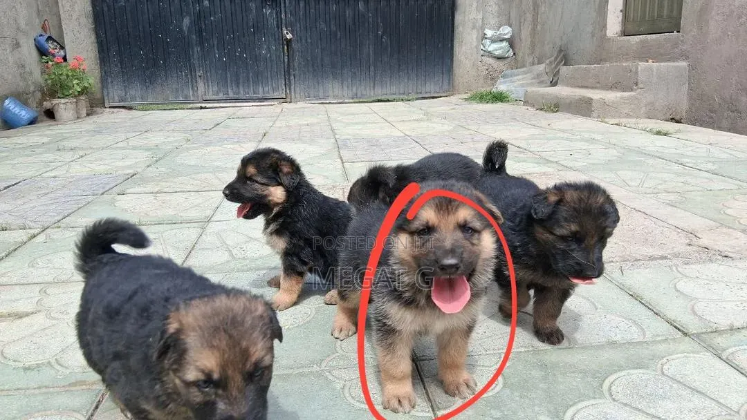 1-3 months Male Purebred German Shepherd