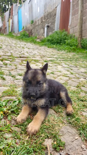 1-3 months Male Purebred German Shepherd