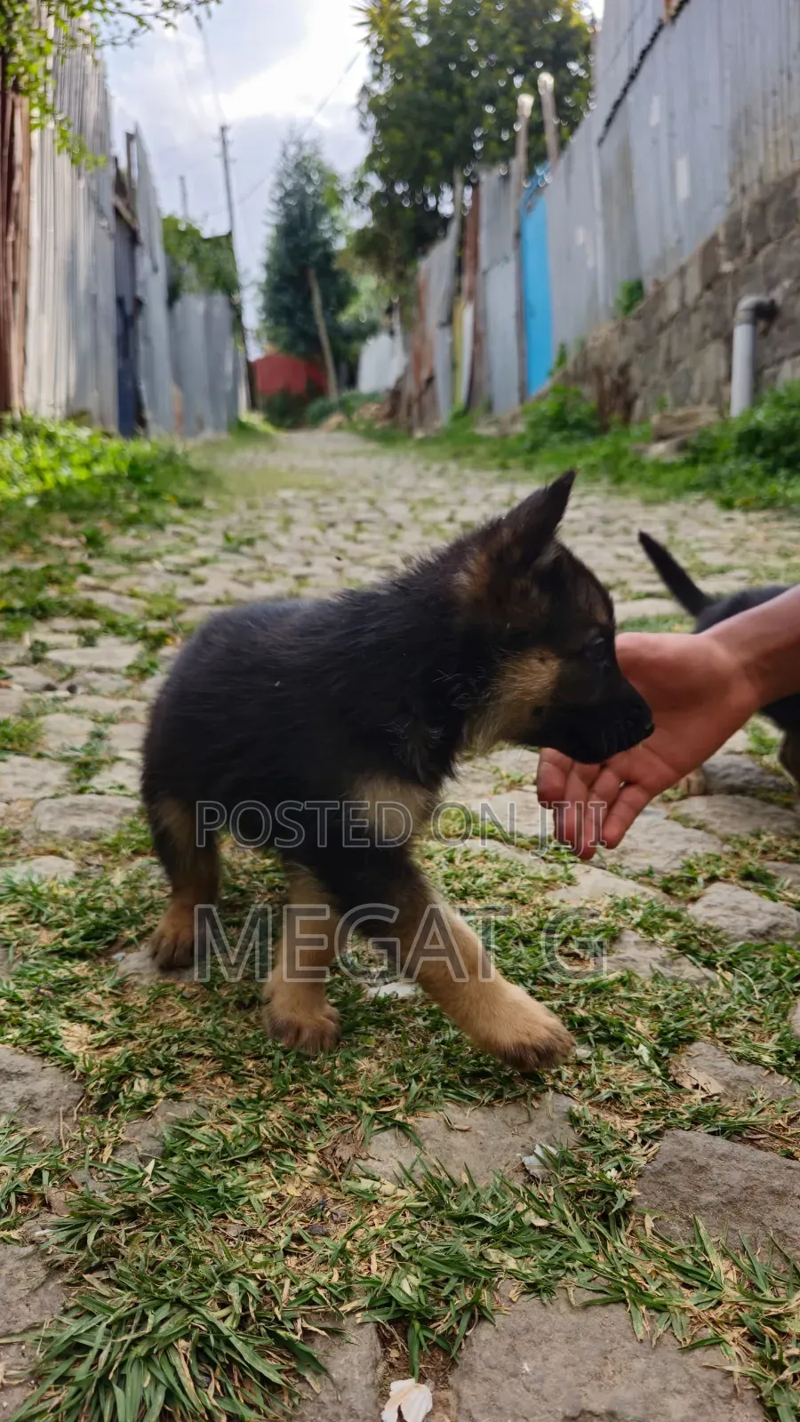 1-3 months Male Purebred German Shepherd