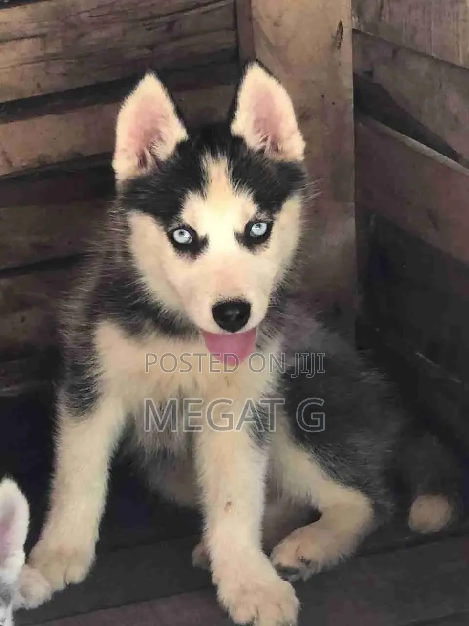 1-3 months Male Purebred Siberian Husky