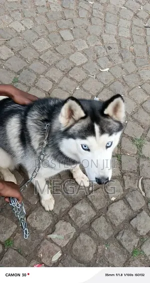 6-12 months Male Purebred Siberian Husky