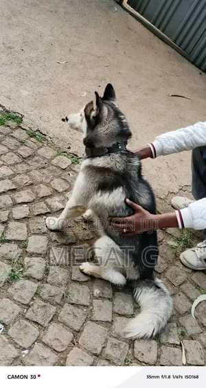6-12 months Male Purebred Siberian Husky