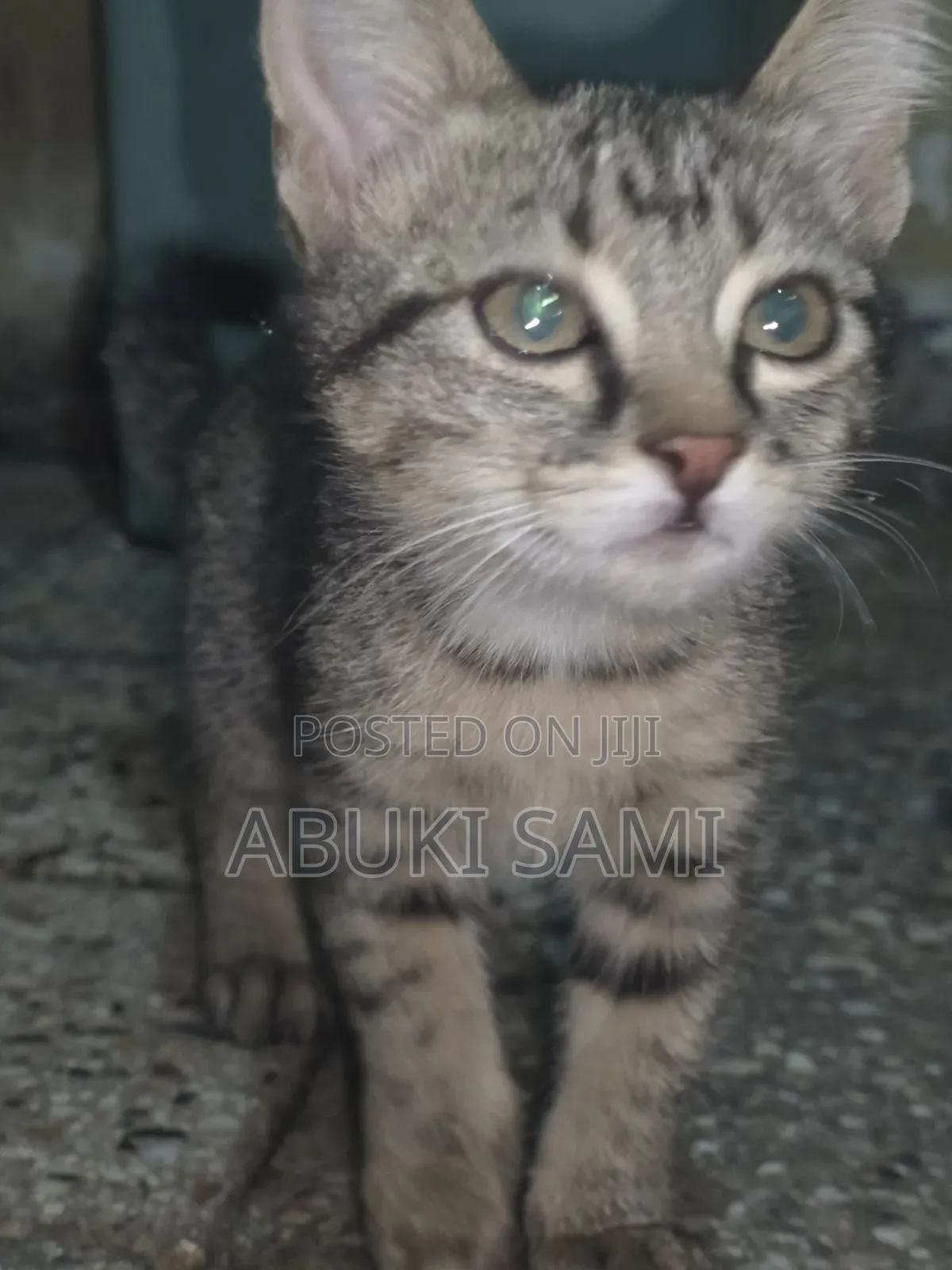 1-3 months Female Mixed Breed Abyssinian