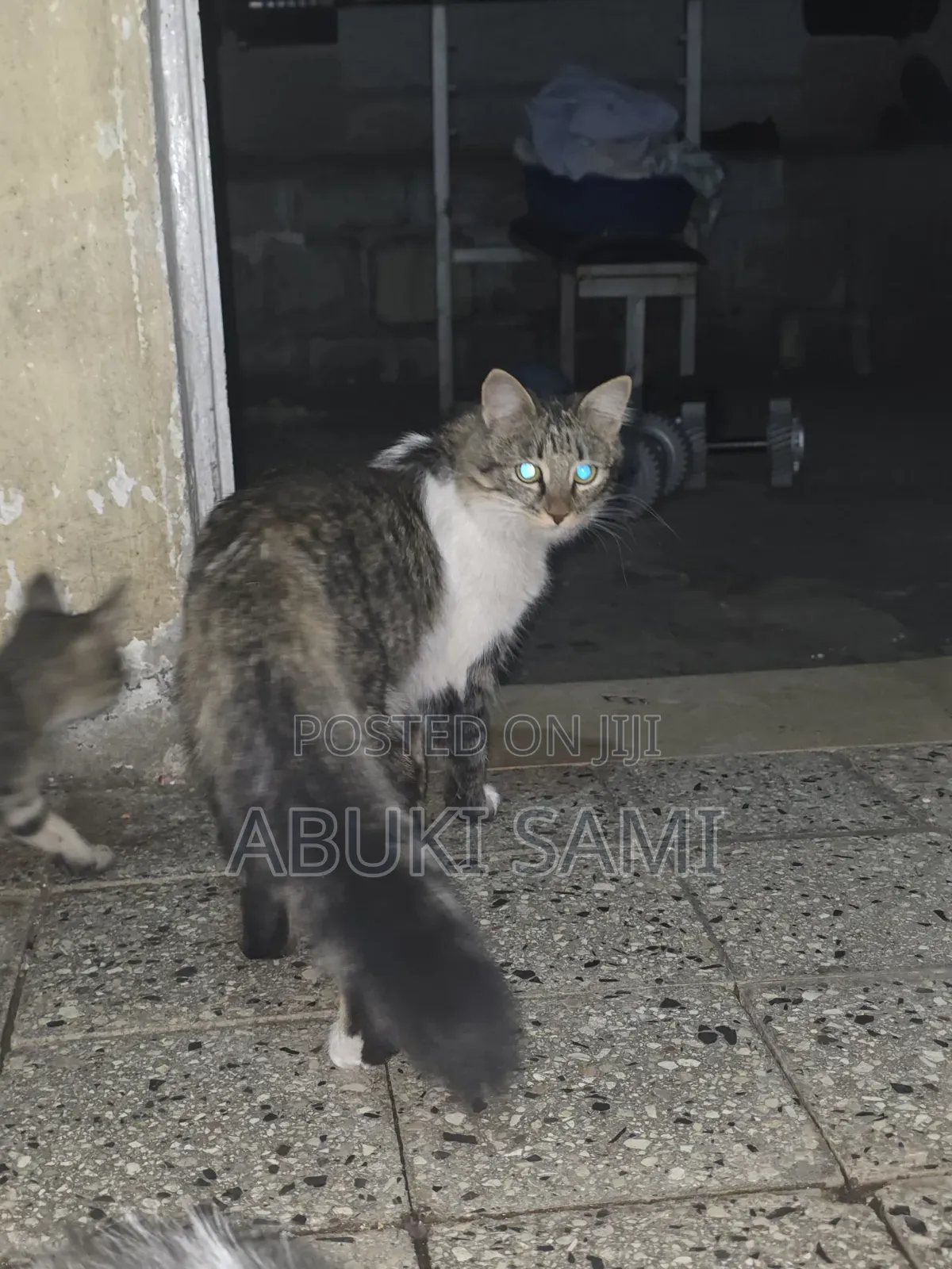 1-3 months Female Mixed Breed Abyssinian