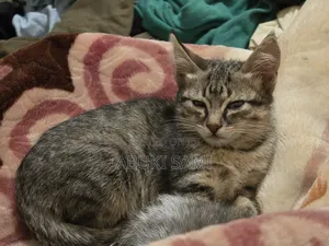 1-3 months Female Mixed Breed Abyssinian