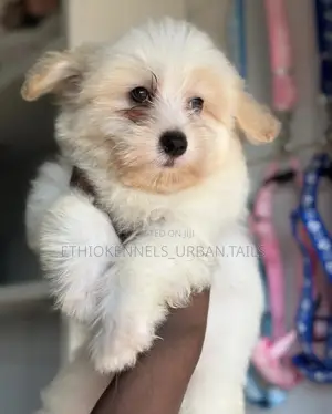 1-3 months Male Purebred Maltese