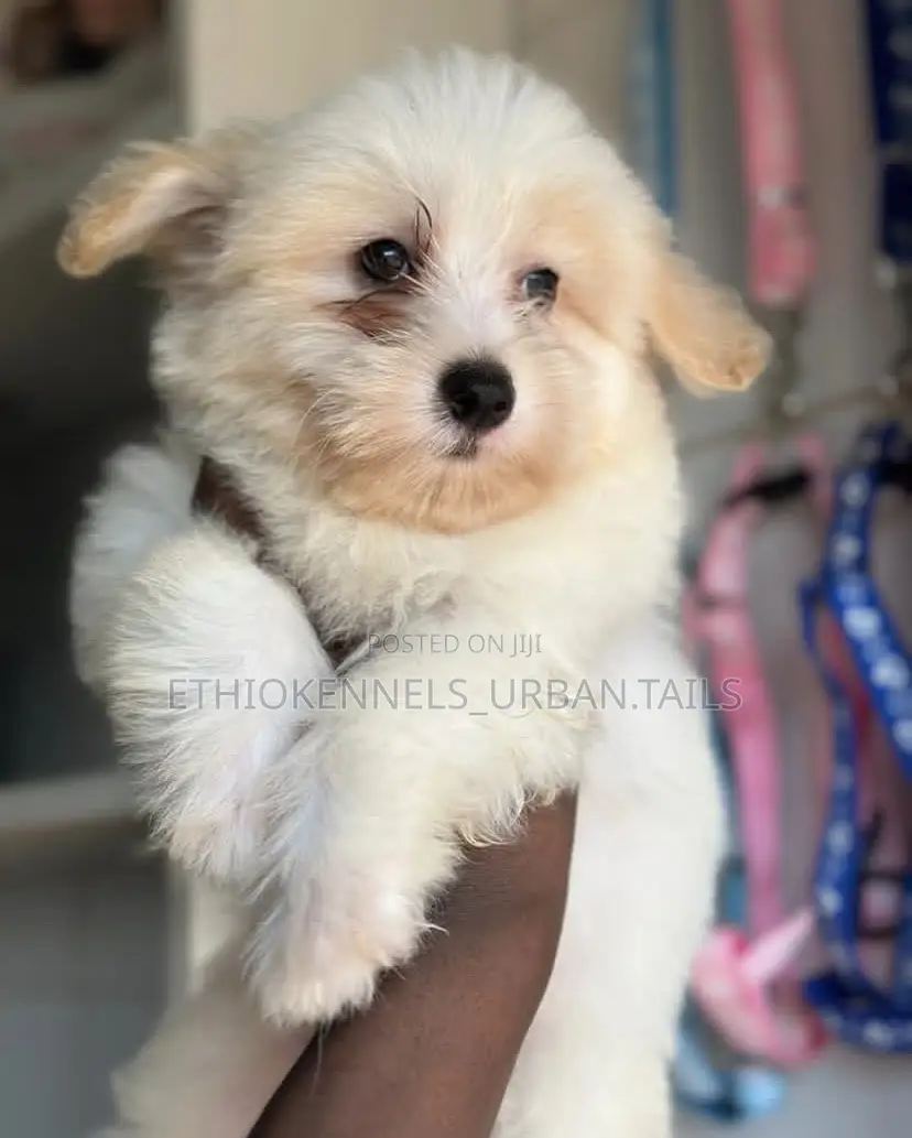 1-3 months Male Purebred Maltese