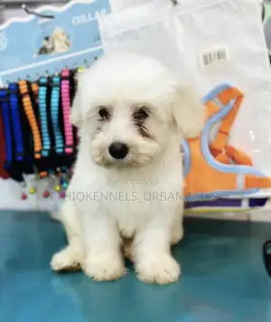 1-3 months Male Purebred Maltese