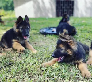 1-3 months Male Purebred German Shepherd