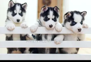 0-1 month Male Purebred Siberian Husky