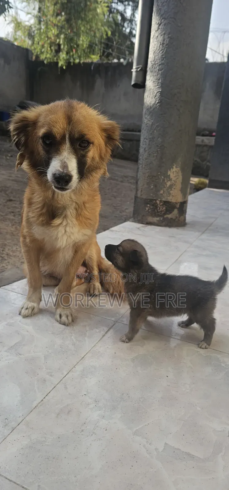 0-1 month Male Mixed Breed Great Pyrenees
