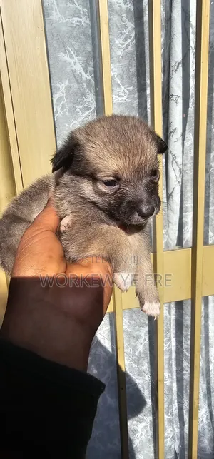 0-1 month Male Mixed Breed Great Pyrenees