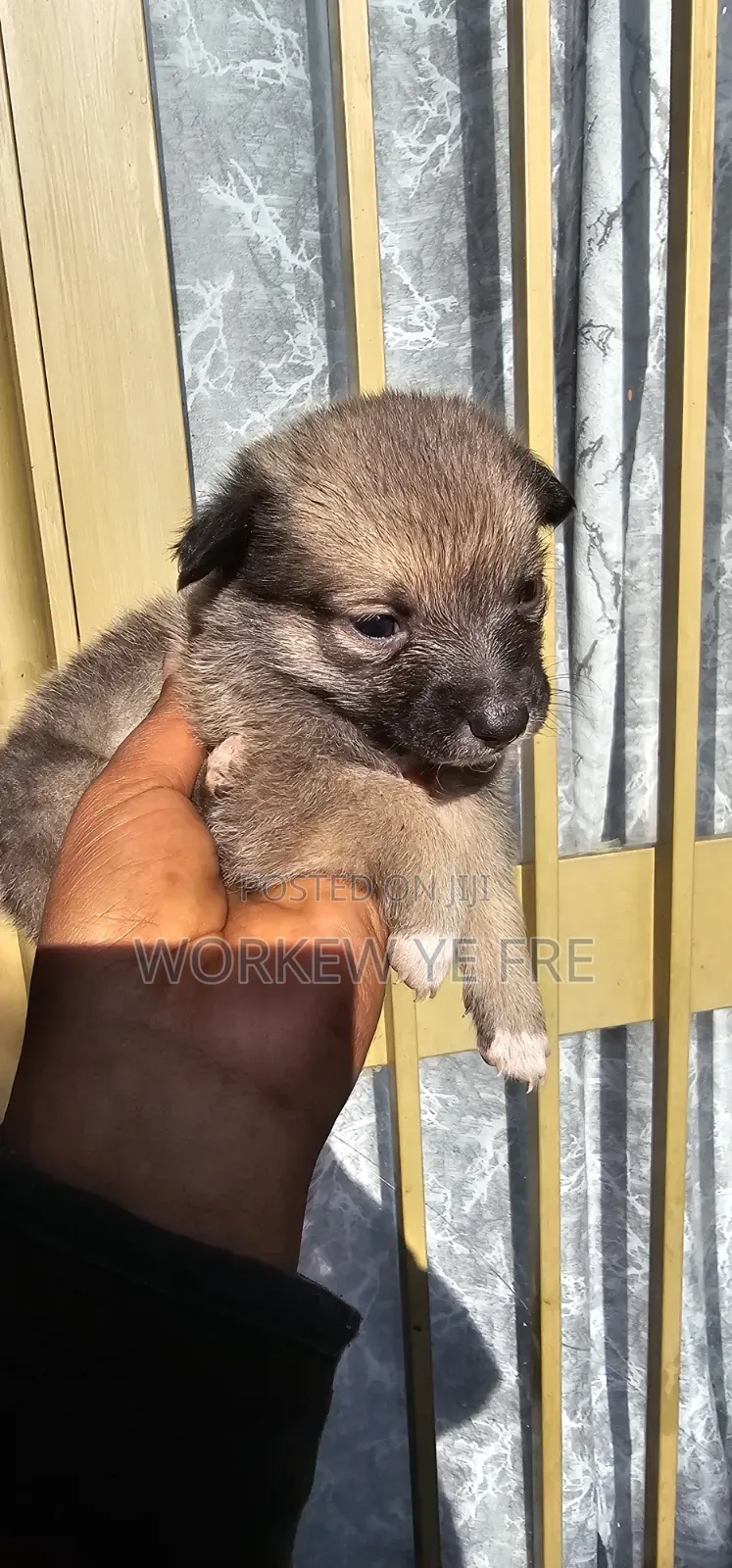 0-1 month Male Mixed Breed Great Pyrenees