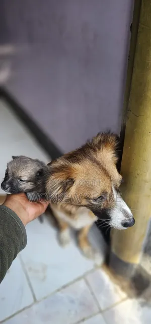 0-1 month Male Mixed Breed Great Pyrenees