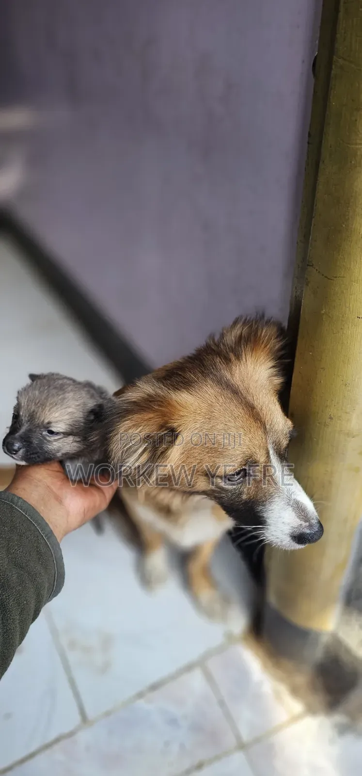 0-1 month Male Mixed Breed Great Pyrenees