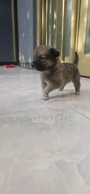 0-1 month Male Mixed Breed Great Pyrenees