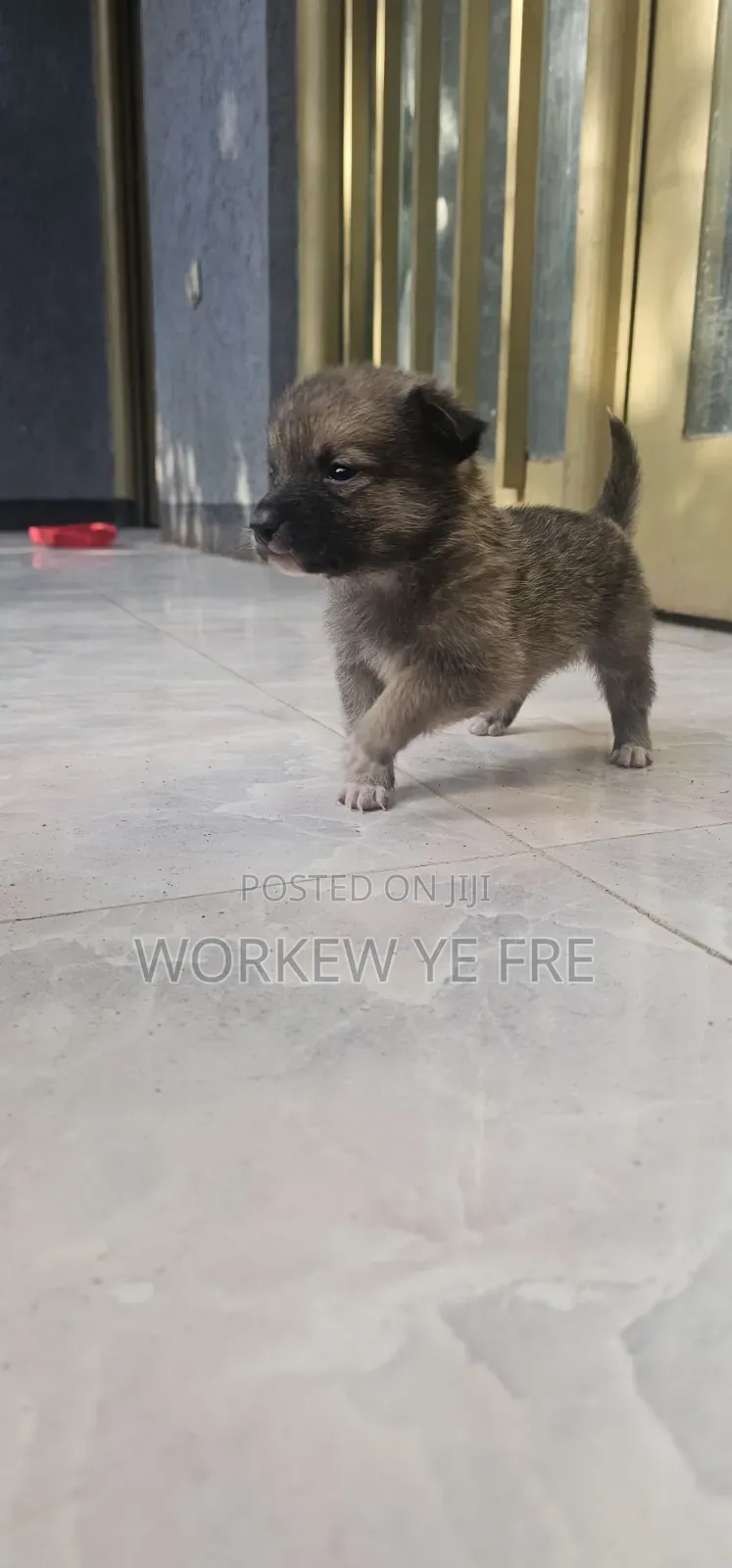 0-1 month Male Mixed Breed Great Pyrenees