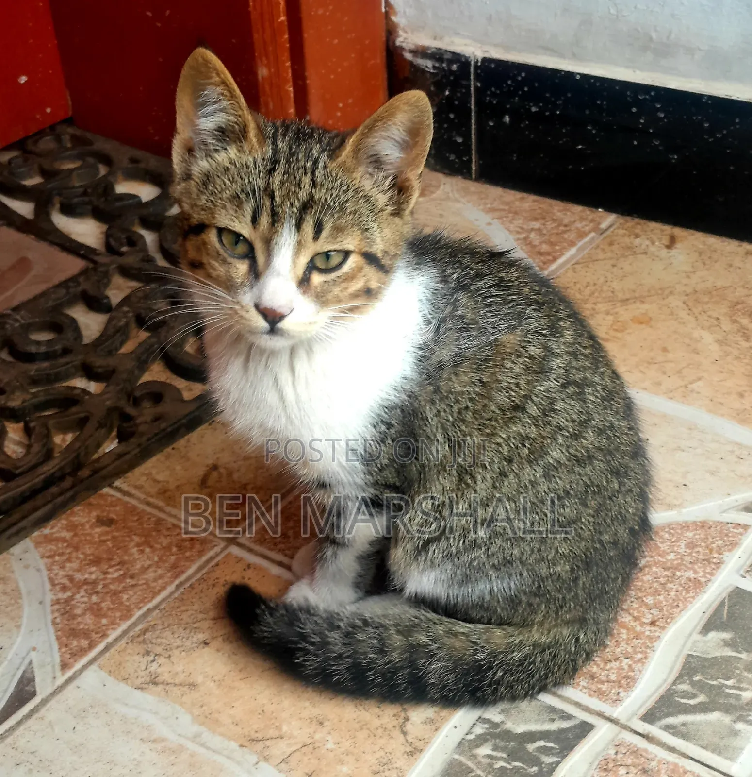 3-6 months Male Mixed Breed Abyssinian