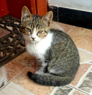 3-6 months Male Mixed Breed Abyssinian