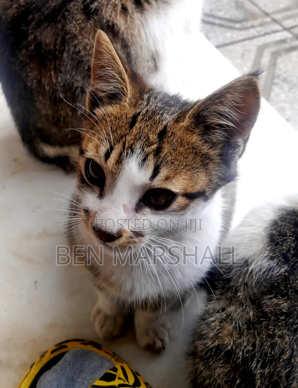 3-6 months Male Mixed Breed Abyssinian
