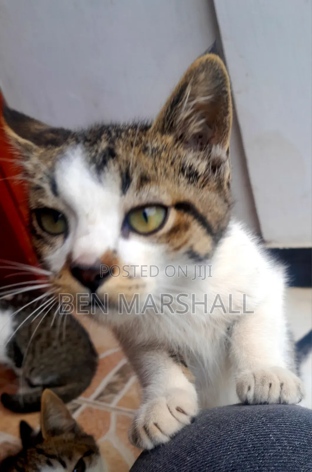 3-6 months Male Mixed Breed Abyssinian