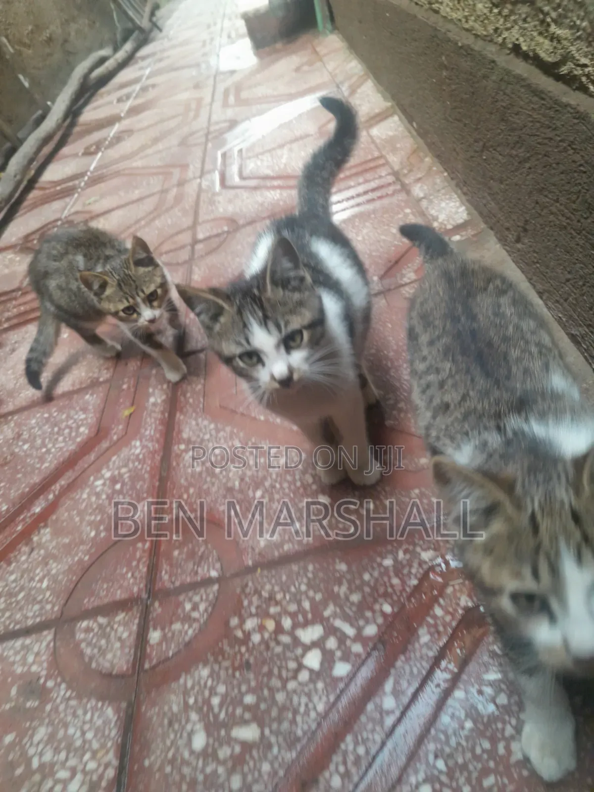 3-6 months Male Mixed Breed Abyssinian