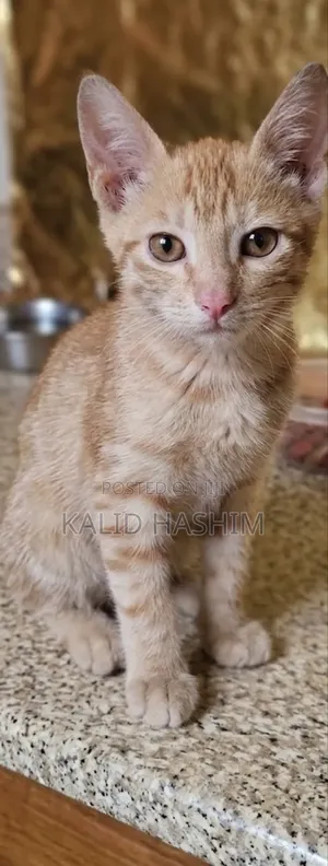 3-6 months Male Purebred Cat